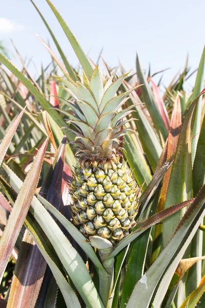 Ananas plantatio — Stockfoto