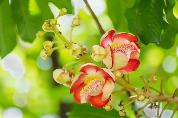 Flores de Shorea Robus — Foto de Stock