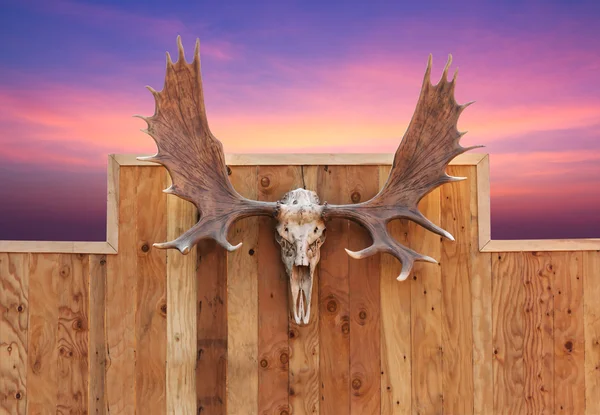 Skull Moose hung on wall — Stock Photo, Image