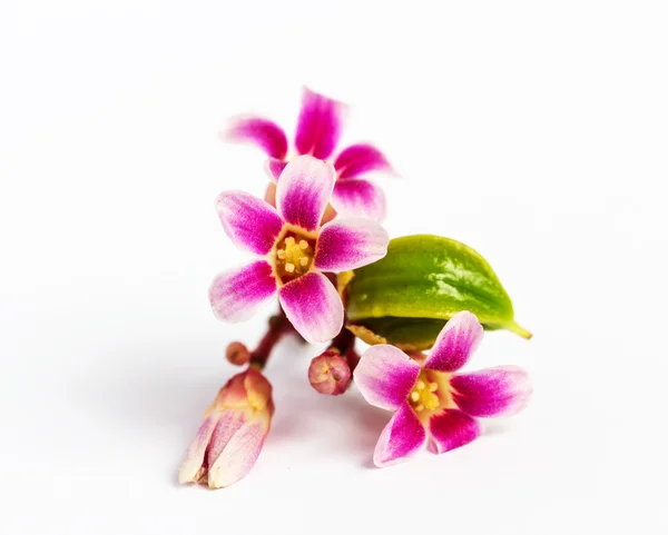 Star apple fruit flower — Stock Photo, Image