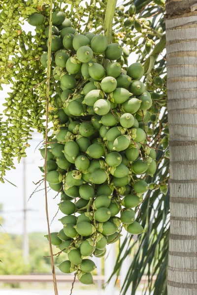 Zijn-ca moer palm op boom — Stockfoto