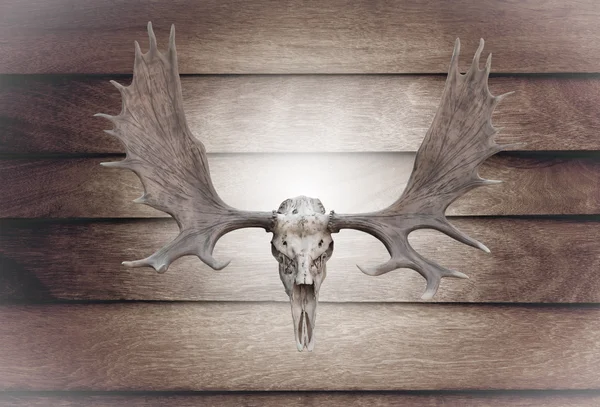 Closeup skull moose on wooden wall — Stock Photo, Image