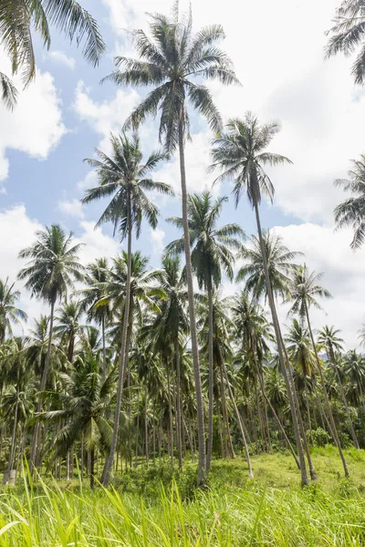 Coconut palm trees — Stock Photo, Image