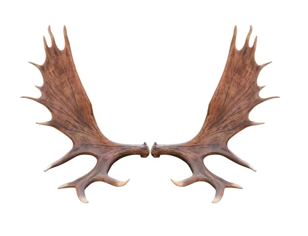 büyük elk izole