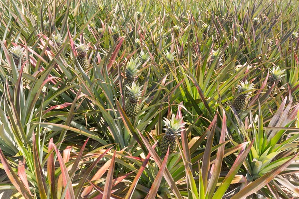 Ananas plantatio — Zdjęcie stockowe