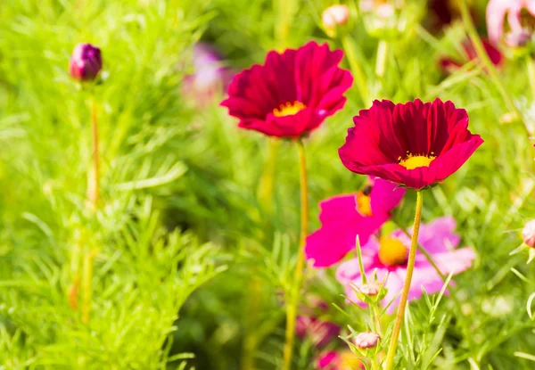 빨간 코스모스 꽃 — 스톡 사진