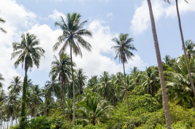 Hindistan cevizi palmiyeleri