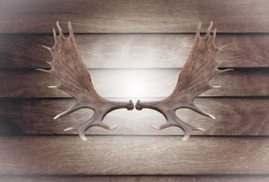 Closeup horn moose on wooden wall clipart