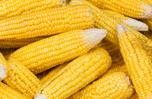 Свіжі кукурудзяні качани — стокове фото