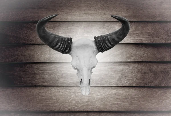 Αγελάδα κρανίο closeup στον ξύλινο τοίχο — Φωτογραφία Αρχείου