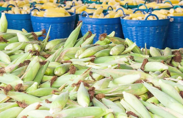 Fresh corn in basket — Stock Photo, Image
