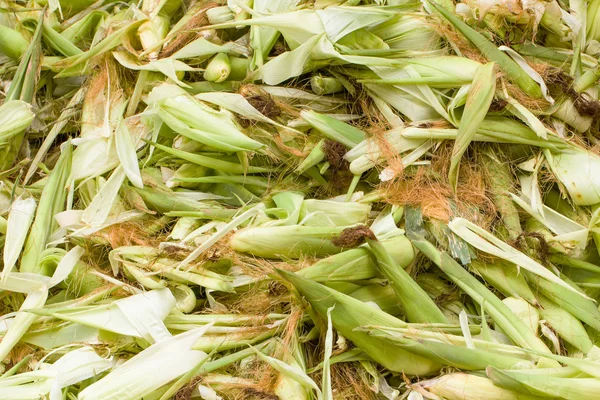 Fresh husk corn — Stock Photo, Image