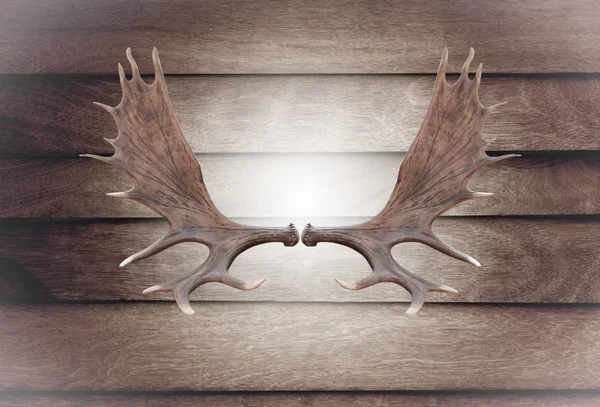 Closeup horn moose on wooden wall — Stock Photo, Image