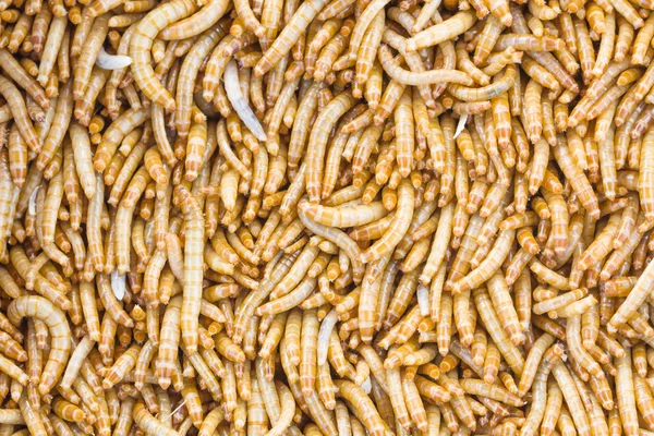 Mealworms — стокове фото