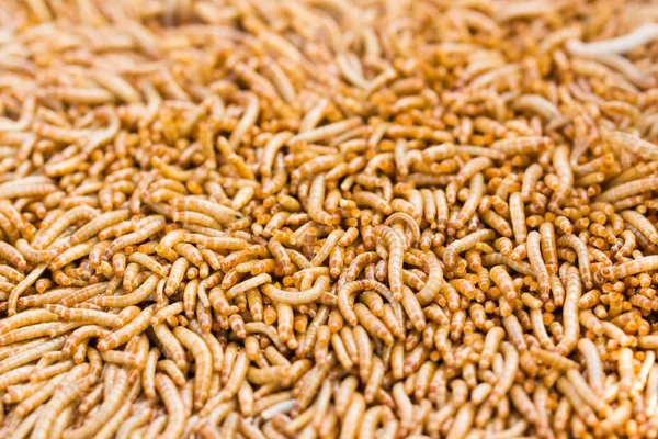 Mealworms — Stockfoto