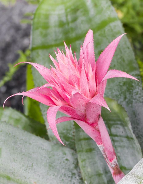 Rosa Aechmea Fasciata — Foto de Stock