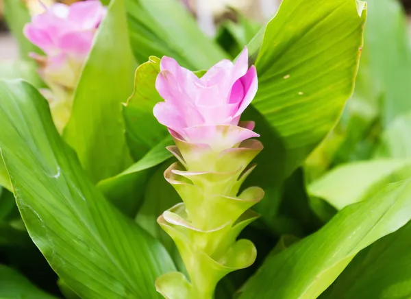 Siam tulip flower or Curcuma alismatifolia — Stock Photo, Image