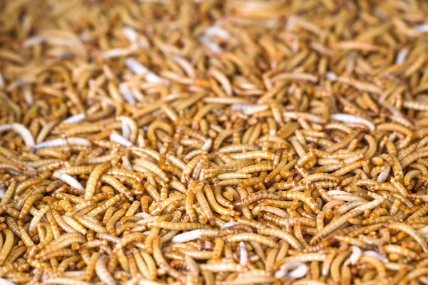 Gusanos de la comida — Foto de Stock