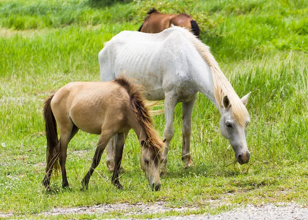 Pferd im Feld — Stockfoto