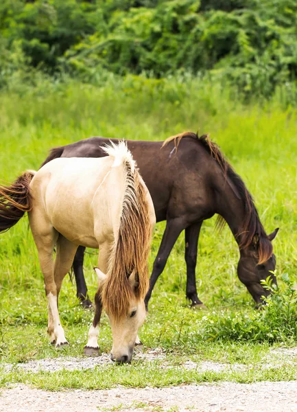 Pferd im Feld — Stockfoto