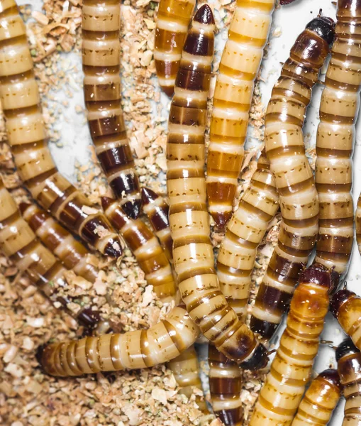 Пищевые черви — стоковое фото