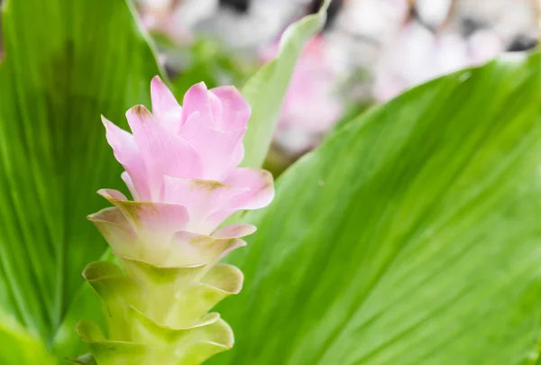 Flor de tulipán Siam o Curcuma alismatifolia — Foto de Stock