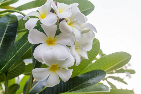 Frangipani bloem — Stockfoto