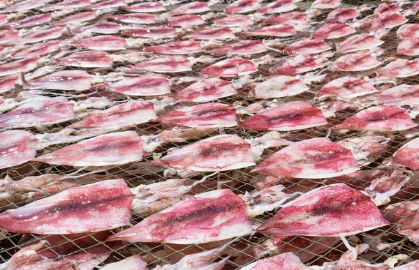 Squid drying on net — Stock Photo, Image