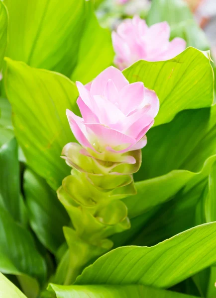 Siam tulip flower or Curcuma alismatifolia — Stock Photo, Image