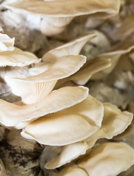 Mushrooms in farm — Stock Photo, Image
