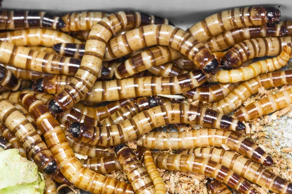 Gusanos de la comida — Foto de Stock