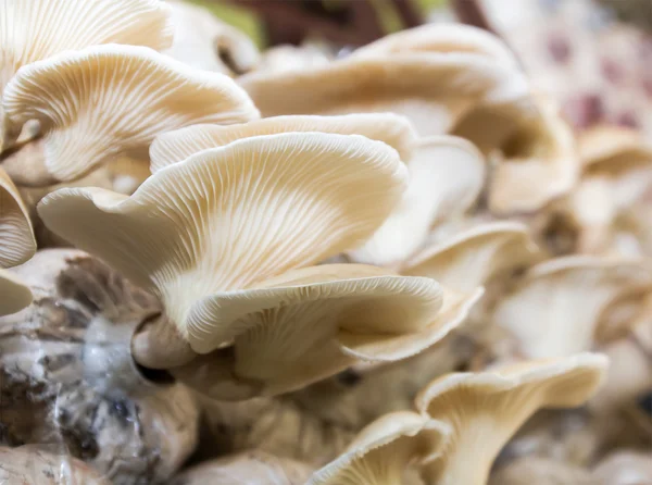 Mushrooms in farm — Stock Photo, Image