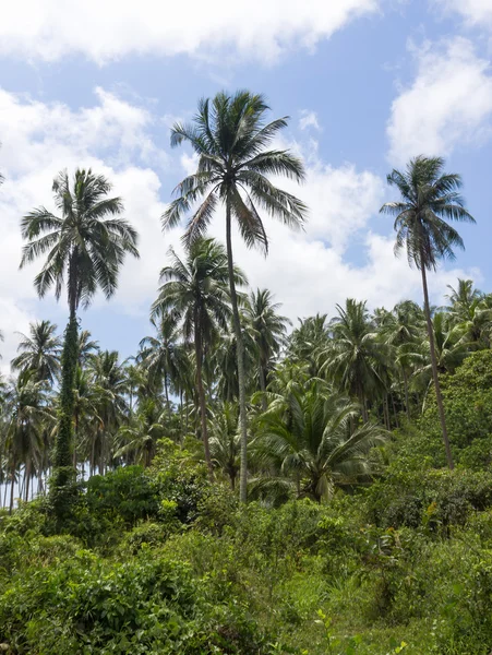 Kokosnoot palmbomen — Stockfoto