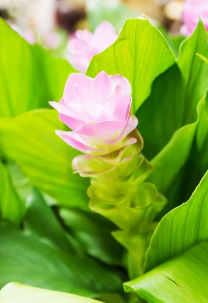 Siam tulip flower or Curcuma alismatifolia — Stock Photo, Image