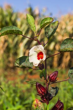 Roselle veya hibiscus sabdariffa