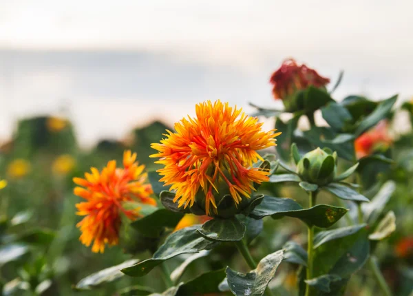 Safflower — Stock Photo, Image