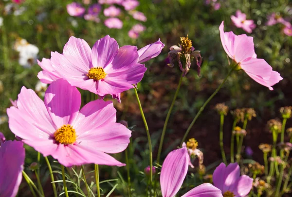 Pink Cosmos flower — Stock Photo, Image