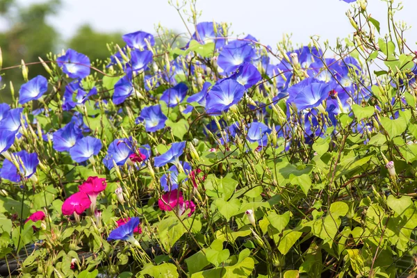 Blue Morning Glory flor en la naturaleza — Foto de Stock