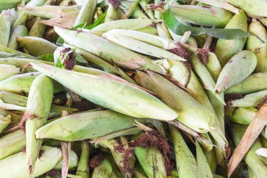 taze mısır kabuğu ile