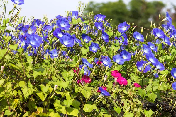 Blue Morning Glory flor en la naturaleza — Foto de Stock