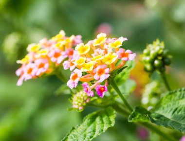 Lantana camara