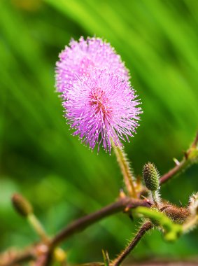 Mimosa pudica çiçek