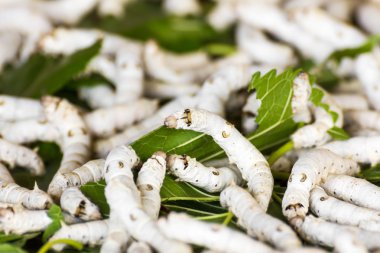 Silkworm eating mulberry green leaf clipart