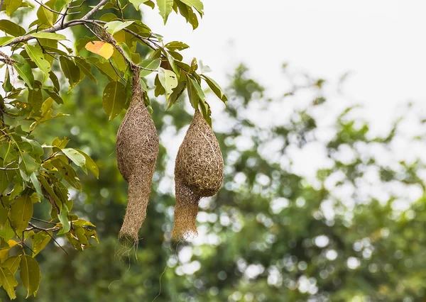Baya weaver ptačí hnízdo — Stock fotografie