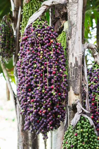 Caryota mitis lour palm — Stockfoto