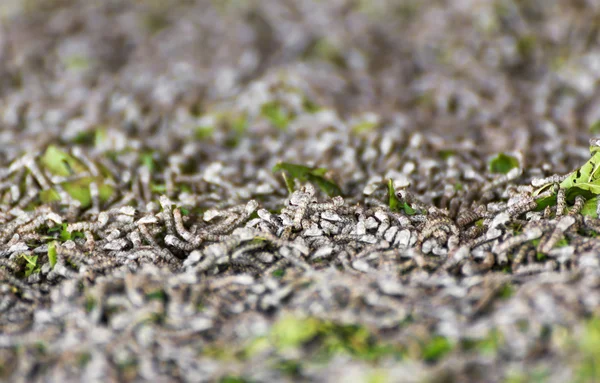 Baco da seta mangiare gelso foglia verde — Foto Stock