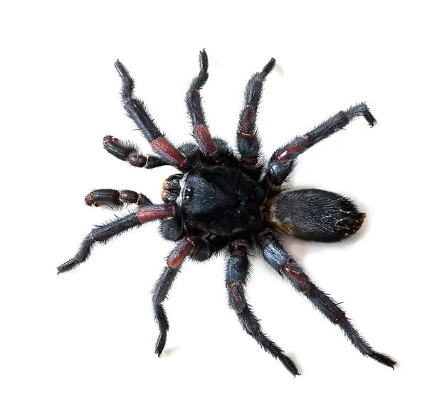 Thajské tarantule na bílém pozadí — Stock fotografie