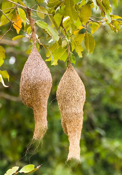 Baya Weber Vogelnest — Stockfoto