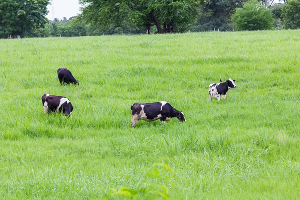 Mucche al pascolo — Foto Stock