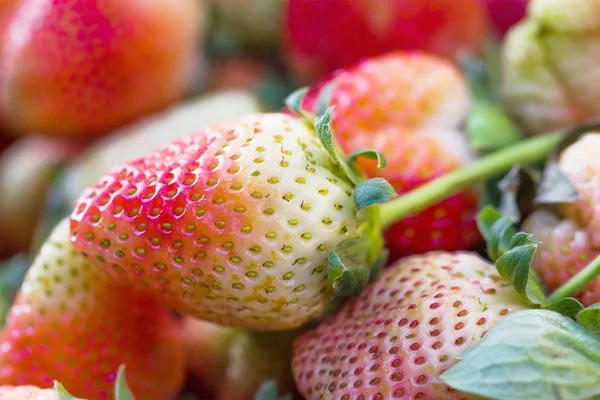 Fresas frescas — Foto de Stock